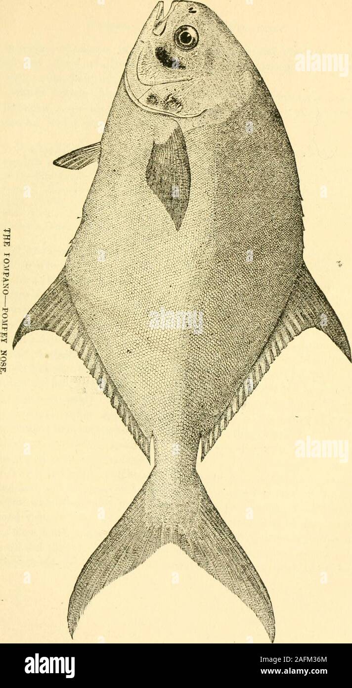 . I pesci del East Atlantic Coast, che vengono catturati con gancio e linea. ed è stato preso in Halifax Riverjeeighing ventotto libbre. È più facile gestiti su un asta di*jhe cernia comune, non in funzione di un foro simile che il pesce, ma lotta-ing ui di aprire l'acqua. Si tratta di un ricco e ben insaporito pesce, superior, a mio parere, di thelast denominato specie. Alcuni anni questa specie è abbastanza comune in modoche alcuni sono presi ogni giorno. In altri anni essi possono essere scarse,e questo ci sembra il caso con molte specie sulle coste della Florida.Sulla costa nord e sappiamo che la stessa cosa si verifica, e ci Foto Stock