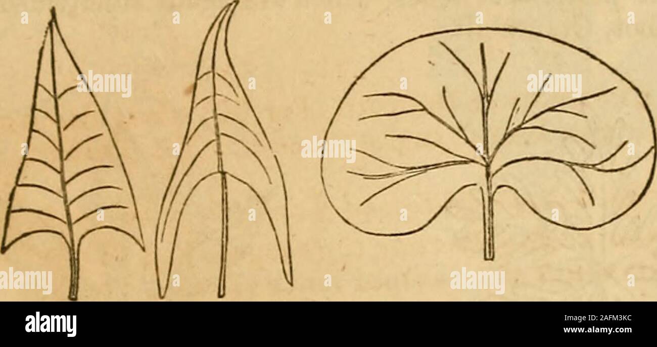 . Il Class-Book botanica e Flora della Pennsylvania. Minima più lunga veinlets invio veinlets off all'indietro. 1. Cuoriformi (a forma di cuore, Fig.34) dove la lunghezza isgreater rispetto alla larghezza, con una forma ovale e incavati inil base. Ex. Gloria di mattina, lilla. 2. Auriculate (Fig. 35) nel caso in cui la forma è oblungo withtwo lobi contrapposti alla base. Ex. La salvia. 3. Hastate (halbert-sagomato, Fig. 36) quando la forma istriangular la diffusione di base e terminante in due oppositepoints, con i lati un po' infossati. Ex. Agrodolce, FOKM DI FOGLIE. 3§ 4. Sagittata (a forma di freccia in Fig. 37) nel caso in cui la foglia è--tria Foto Stock