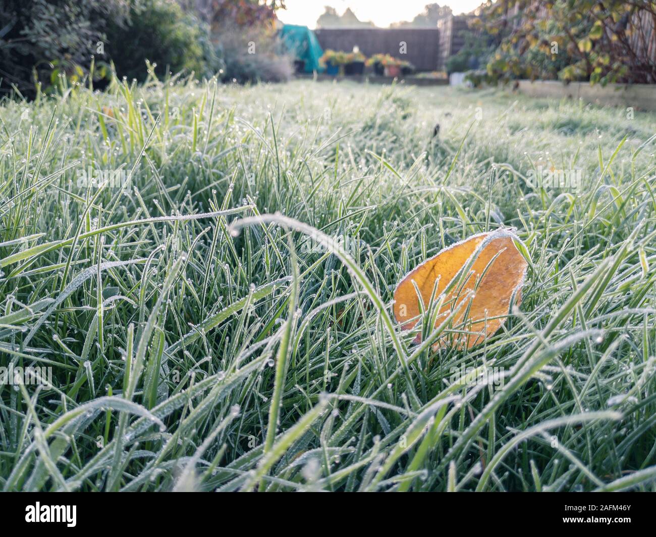 La mattina presto in giardino con il gelo Foto Stock