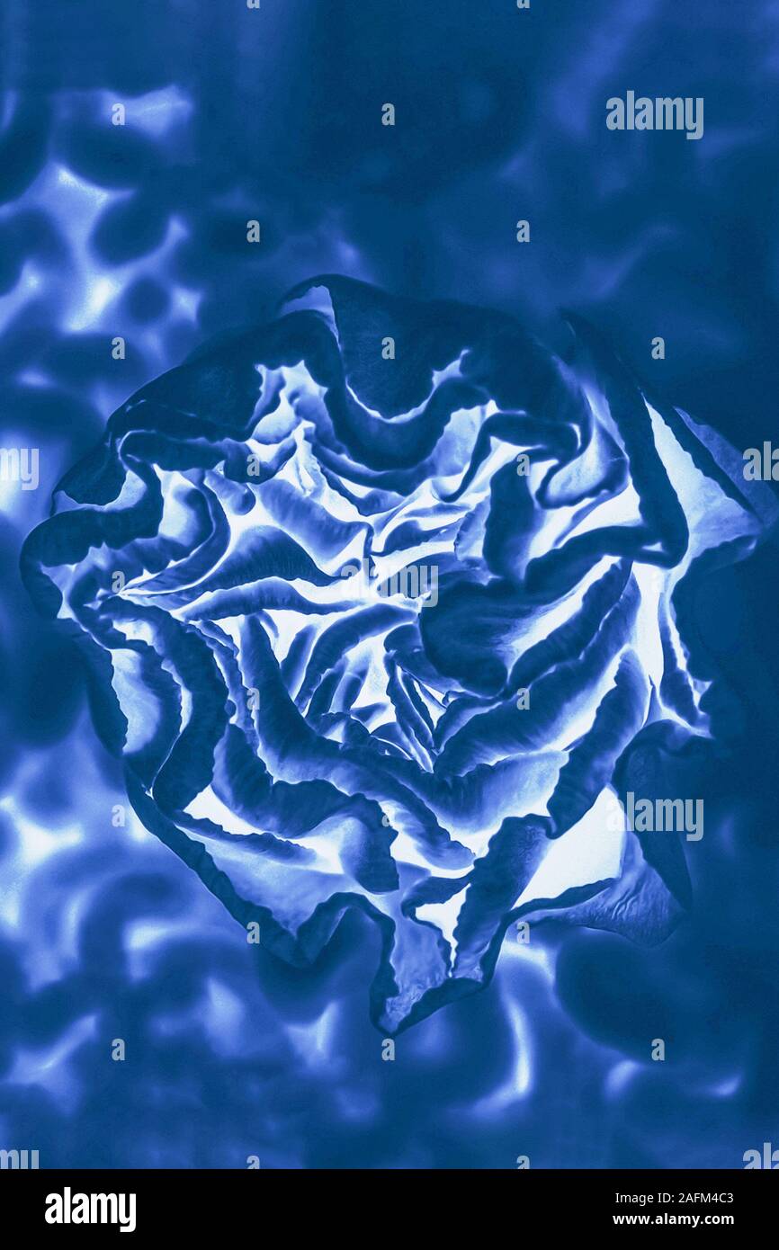 Abstract classico sfondo blu con un motivo floreale Foto Stock