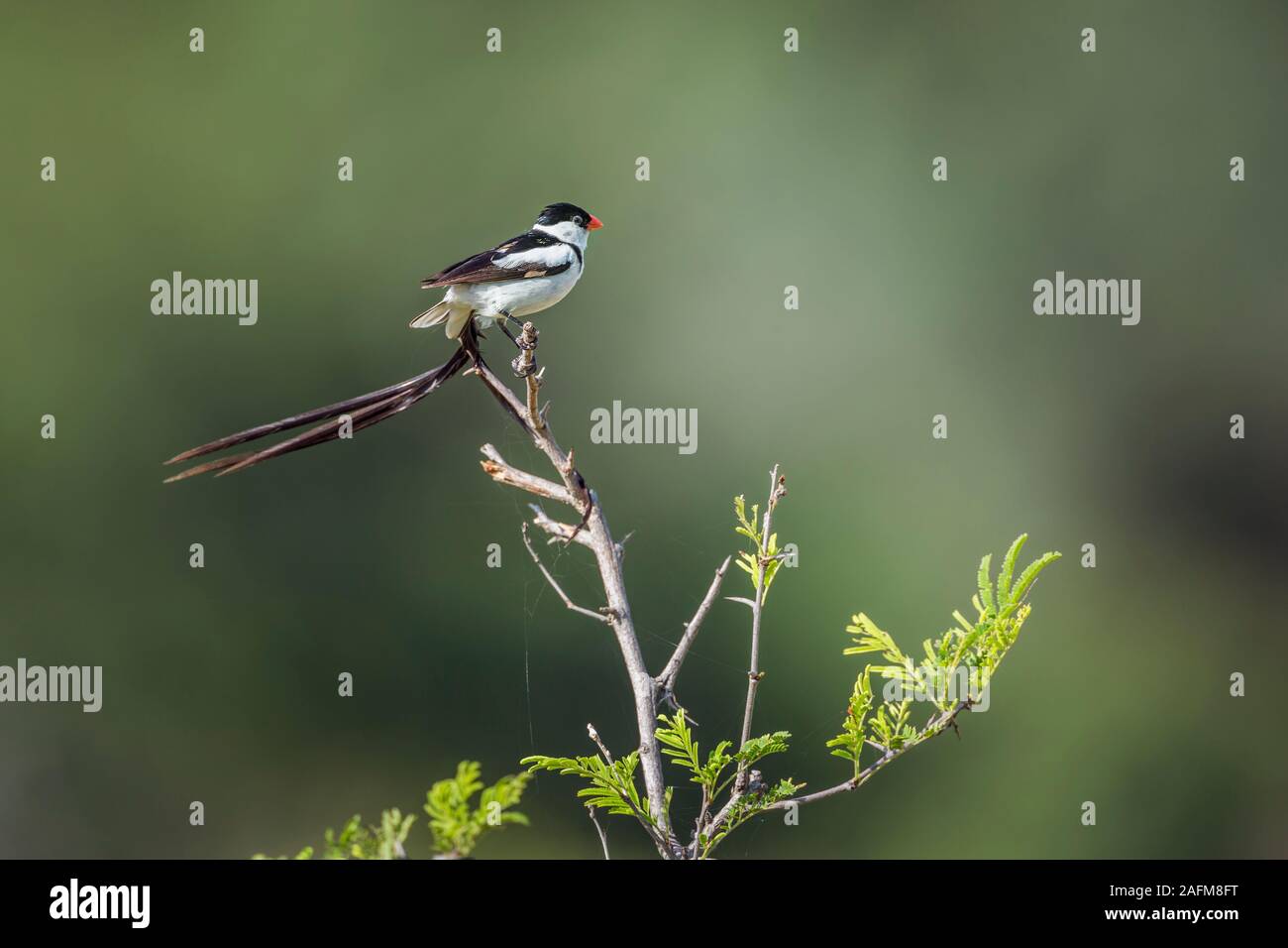 Pin-tailed Vedova orientale del isolato in fondo naturale nel Parco Nazionale di Kruger, Sud Africa ; Specie Vidua macroura famiglia di Viduidae Foto Stock