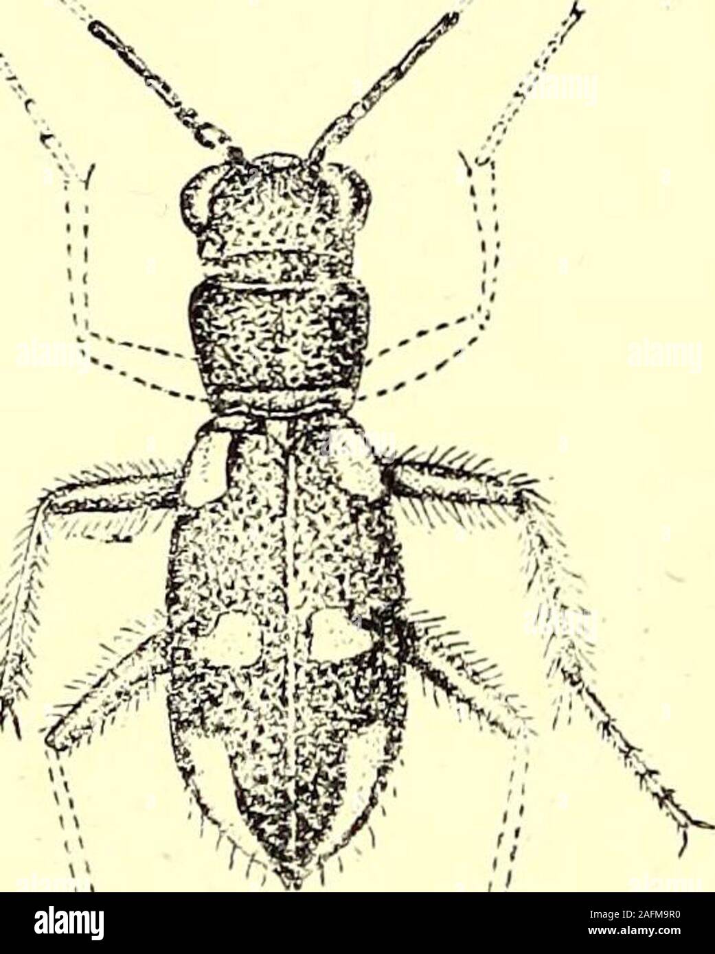 . Coleoptera : introduzione generale e Cicindelidae e Paussidae. ESSA. Cicindela, Fafcricius, Sp. Ins. i, 1781, p. 282 (ex parte).Apteroessa, Speranza, Col. Man. ii, 1838, p. 169, pi. ii, fig. 1. Tipo, la cicindela grossa, F. La singola specie appartenenti a questo genere è caratterizzato bybeing apterous e dal suo spessore clumsyand forma pesante, in cui esso differsfrom qualsiasi specie del genere Cicin-dela. Purtroppo, come la Dottoressa Horn ob-serve (Deutsche Ent. Zeitschr. 1899,p. 47), non vi è una modalità regolare-rately buon esempio in esistenza; allthat sono attualmente noti sono di tipo theFabrician nel British Foto Stock