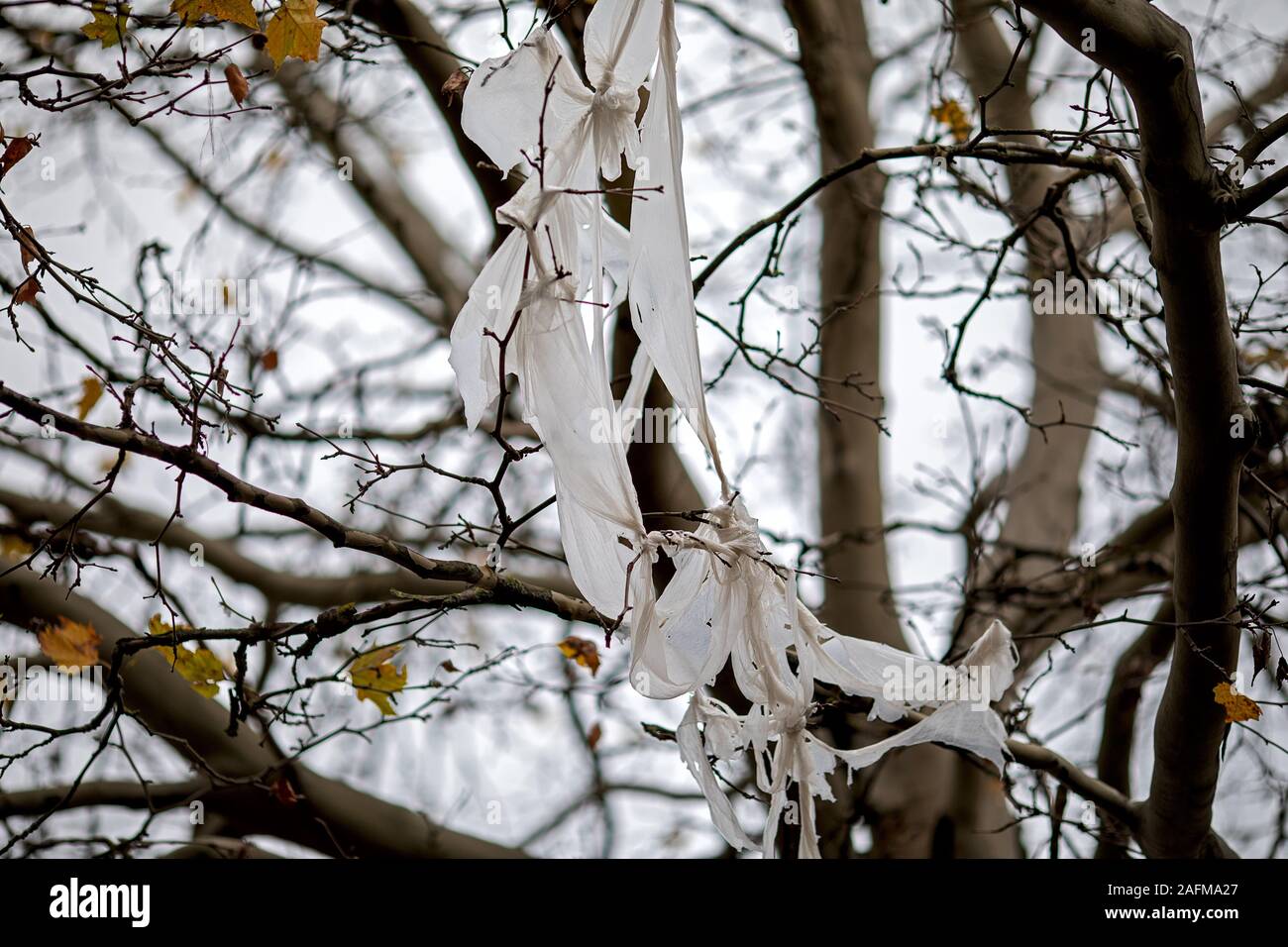 Bianco strappato il sacchetto in plastica si blocca nei rami di un albero in città in autunno Foto Stock