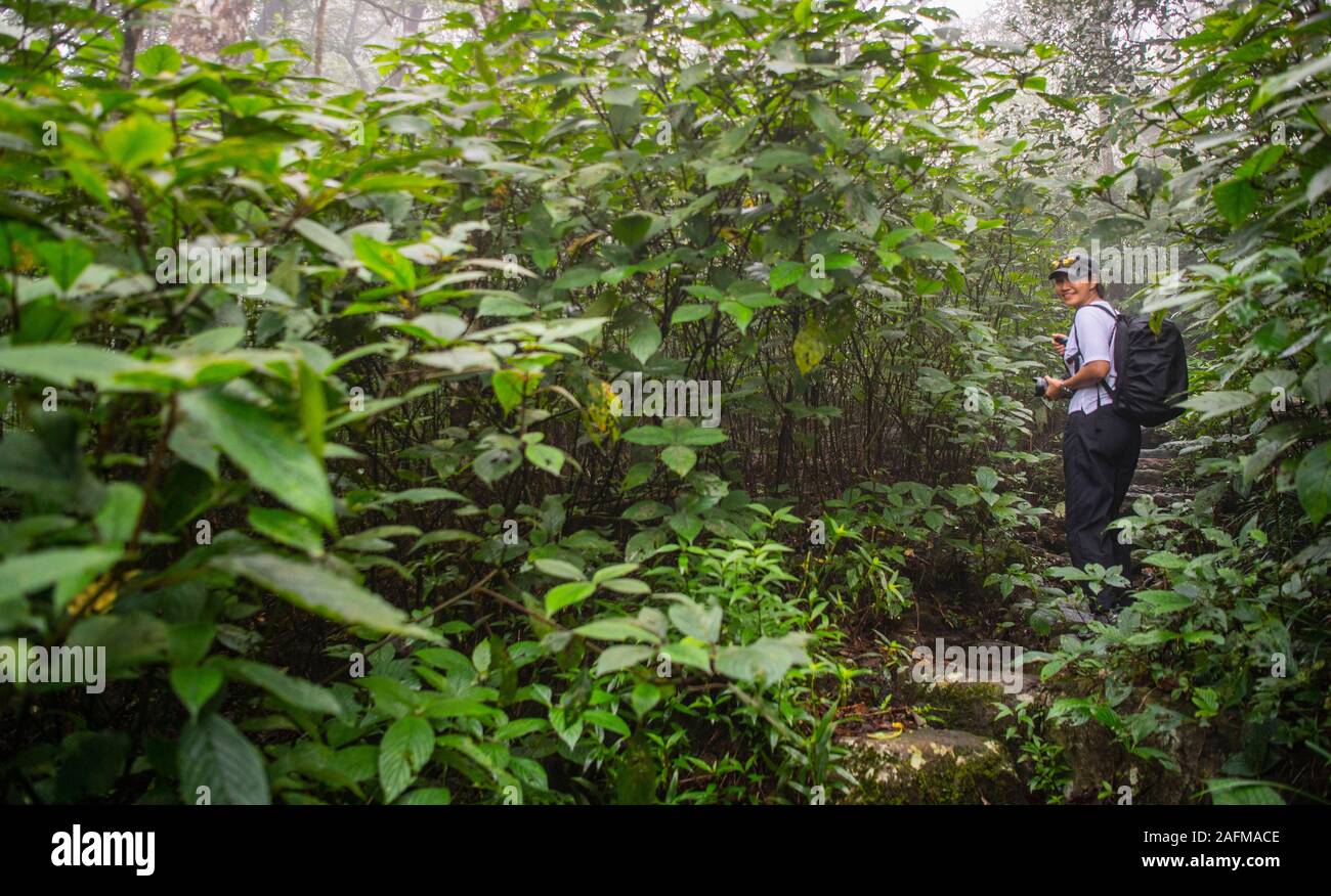Donna di esplorare la pioggia forrest nel centro dello Sri Lanka Foto Stock