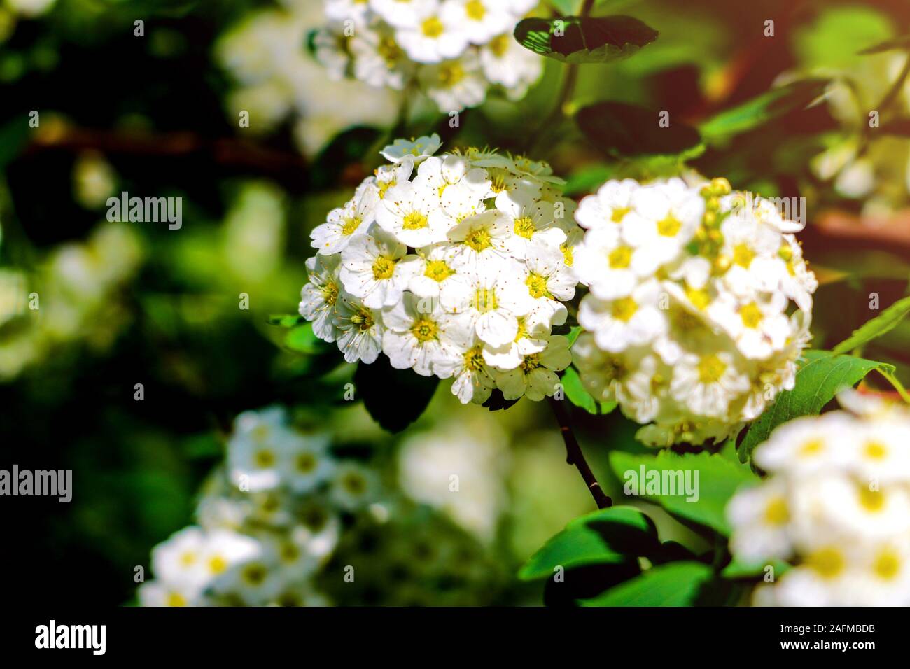 Boccola decorativo pallon di maggio o Buldonezh. Pallon di maggio con fiori di colore bianco Foto Stock