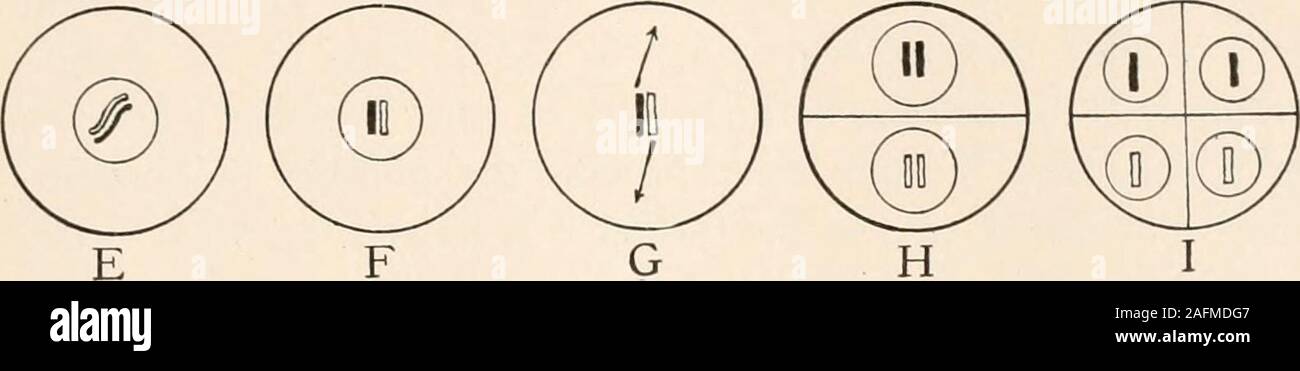 . Anatomia vegetale dal punto di vista dello sviluppo e funzioni dei tessuti, e manuale di micro-technic. H I FIG. 126.-che mostra il metodo di associazione del cromosoma paterno e materno,a .-1 in tutti i nuclei vegetativa, e B, C, D, il loro modo di separazione in tutte le divisioni vegetativenuclear. Mostra anche il modo di associazione di paterno e materno al cromo-somes in E nella prophase precoce della nonna di spore cellule e il modo della loro separationduring la divisione della nonna-nucleo cellulare in corrispondenza di F e G. mostra anche il longi-tudinal divisione dei cromosomi in spore m Foto Stock