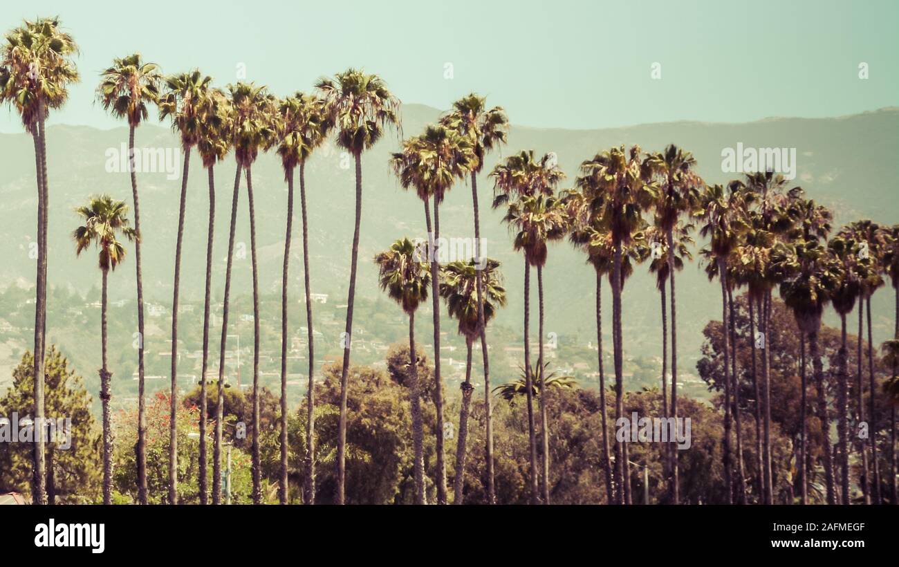 Una fila di alberi di palma contro la zona di Riviera delle colline ai piedi delle Montagne di Santa Ynez a Santa Barbara, CA Foto Stock