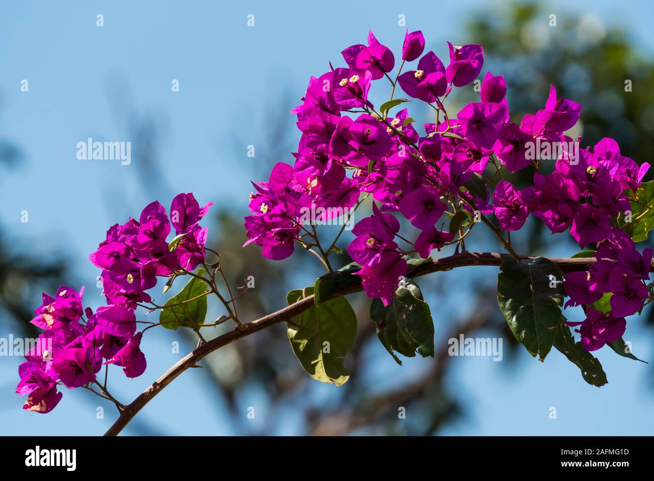 Viola o magenta fiori di Bouganville su un ramo arcuato contro un cielo blu in inverno in Sud Africa closeup Foto Stock