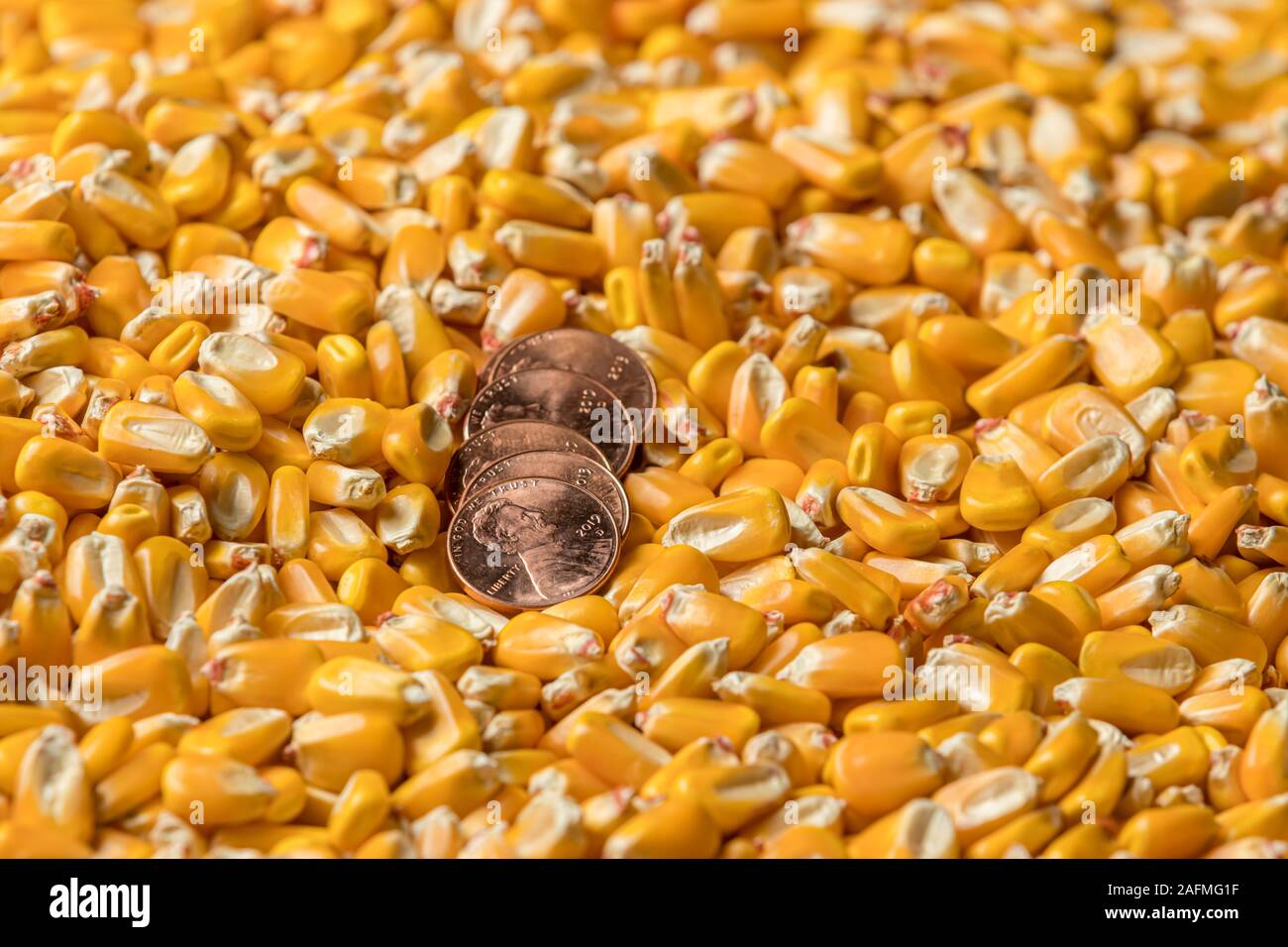 Vista dettagliata del rame lucido penny in una pila di mais sgranato di kernel. Concetto di merce i prezzi di mercato Foto Stock