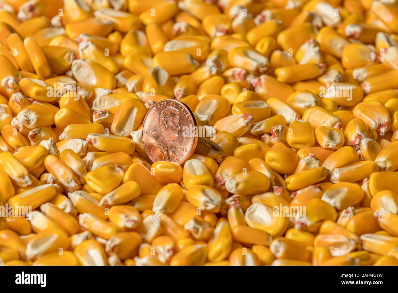 Vista dettagliata del rame lucido penny in una pila di mais sgranato di kernel. Concetto di merce i prezzi di mercato Foto Stock