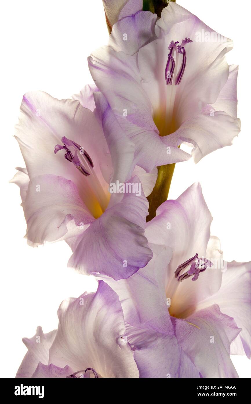 In prossimità della parte di una luce viola Gladiolus stelo mostra aperto di broccoli Foto Stock