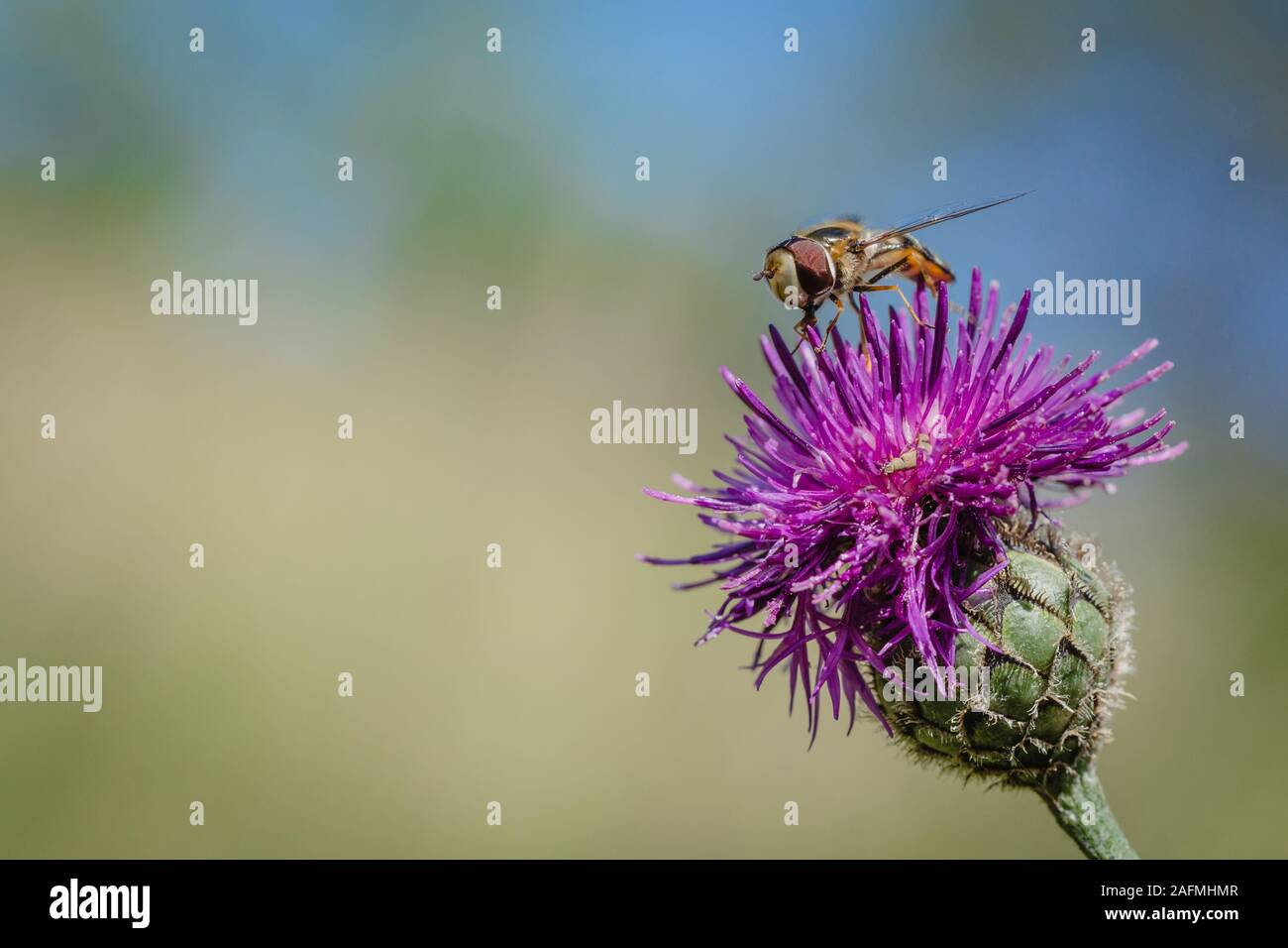 Piccolo insetto, un pied hoverfly, seduti su fiordaliso viola fiore su un estate giornata di sole. Cielo blu e verde erba in background. Spazio per il testo. Foto Stock