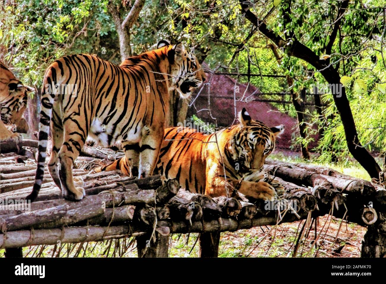 Royal tigre del Bengala , In Nehru Zoological Park Telangana. India circa 2019 Foto Stock