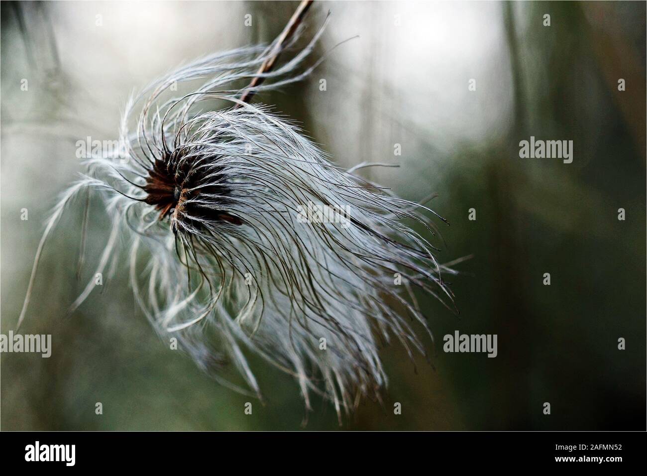 Questo seme head è come uno strano animale con la sua criniera al vento. Foto Stock