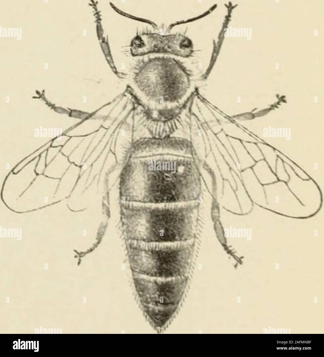 . Il miele delle api: un manuale di istruzione dell'apicoltura. Api mellifere. 1. Lavoratore, Carniolan varietà di Apis mellifera - due volte la dimensione naturale. 2. Miele di gigante boeof East India {Apis dorsata), il lavoratore per due volte la dimensione naturale 3. Giant miele delle api di Eas1 rndia (Apia dorsata), drone twicenatural 4. Drone, (arniolan Varietà di Api meUiftra naturale due volte 5. Regina, Carniolan Varietà di Api melltfera- due volte si naturale/e. APIS MELLIFERA varie gare. 17 La dovuta considerazione. Gli italiani sono tuttavia certamente preferibile thecommon marrone o nero api, per essi mostrano una maggiore energia nel raccogliere-ing miele e in defens Foto Stock