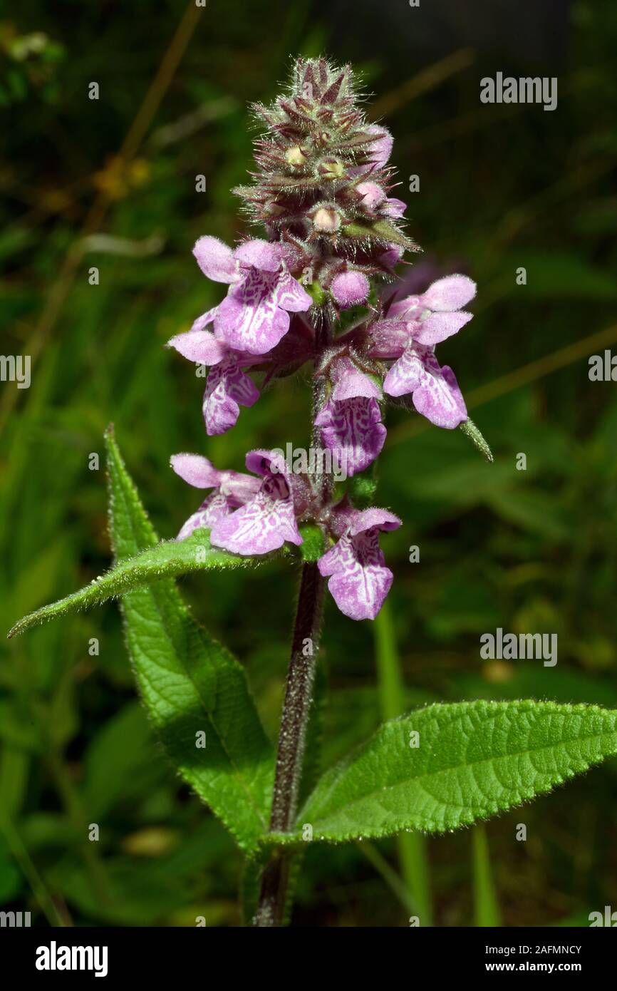 Stachys palustris (marsh woundwort) è nativo di Europa e Asia in crescita in prati umidi, terreno arabile e luoghi dei rifiuti. Foto Stock