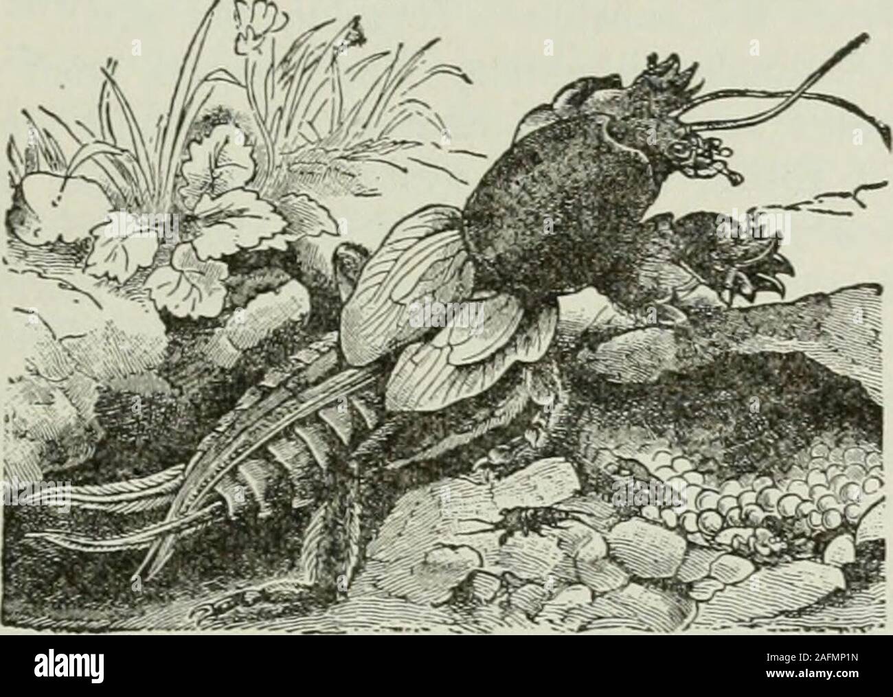 . L'educatore americano; completamente ristrutturato e riscritto dal testo originale della nuova pratica libreria di riferimento, con nuovi piani e materiale aggiuntivo. cept nell'extremesouth e nord. Si tratta di cinque o sei pollici longand presenta una testa di grandi dimensioni. Essa non ha alcun externalears ma, contrariamente alla credenza popolare, ha gli occhi,anche se molto minuto quelli che sono almostconcealed dalla morbida pelliccia corta. Il animalsstrong, snello e muso corto anteriore robusta mole CRICKET 2379 MOLIERE gambe sono ben adattati per il suo modo di vita.Il maschio costruisce una casa sotterranea ofmany camere, da cui piste ex-tendono in tutti di Foto Stock