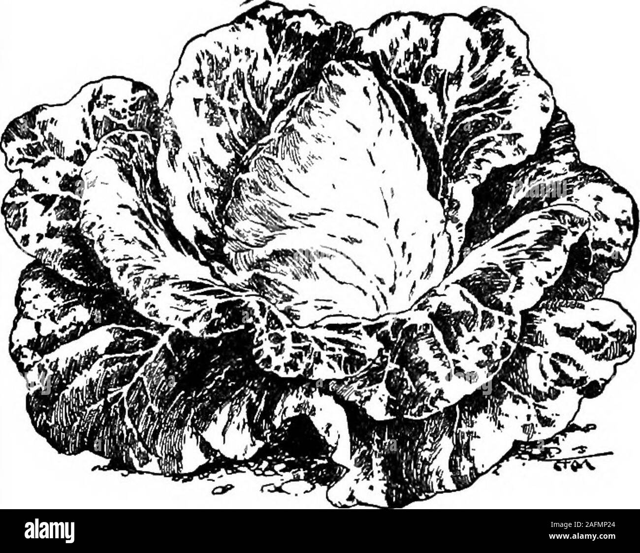 . Lo standard dell'enciclopedia della moderna agricoltura ed economia rurale, dai più illustri autorità e specialisti sotto la direzione del professor R. Patrick Wright ... bbages sono specialmente adatti per argilla soilswhen piantati in autunno, perché a nessun periodof l'anno fa questa classe di terra di lavoro più easieror gentilmente. Il seme-letto consente di thefield essendo ben preparati dopo il raccolto, andplanting non comporta il calpestio dei cavalli.Tali colture sono pronti per il consumo in latesummer e inizio autunno o a un periodwhen calpestio degli ovini non è injuriousto i loro terreni. La ca Foto Stock