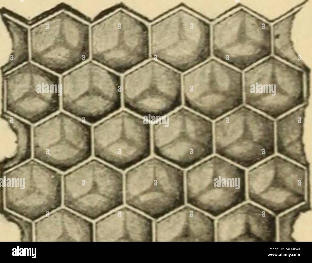 . Il miele delle api: un manuale di istruzione dell'apicoltura. Fig. 3.-pettine di tiny East Indian miele delle api (Apis florea);una terza dimensione naturale. (Originale). Apis mellifera-varie gare. 15 L'Alveare comune o il miele delle api. (Apin mellifera Linn.) Oltre alla comune marrone o Tedesco bee importati dall'Europa tothis paese qualche tempo nel XVII secolo e ora widelyspread dall'Atlantico al Pacifico, diverse altre gare hanno beenbrought qui-l'italiano nel 1860, e successivamente l'Egiziano, Cipriano,il siriano, la Palestina, l'Carniolun (Piastra I, fig. 1, 4 e 5), eil tunisino. Di queste t Foto Stock