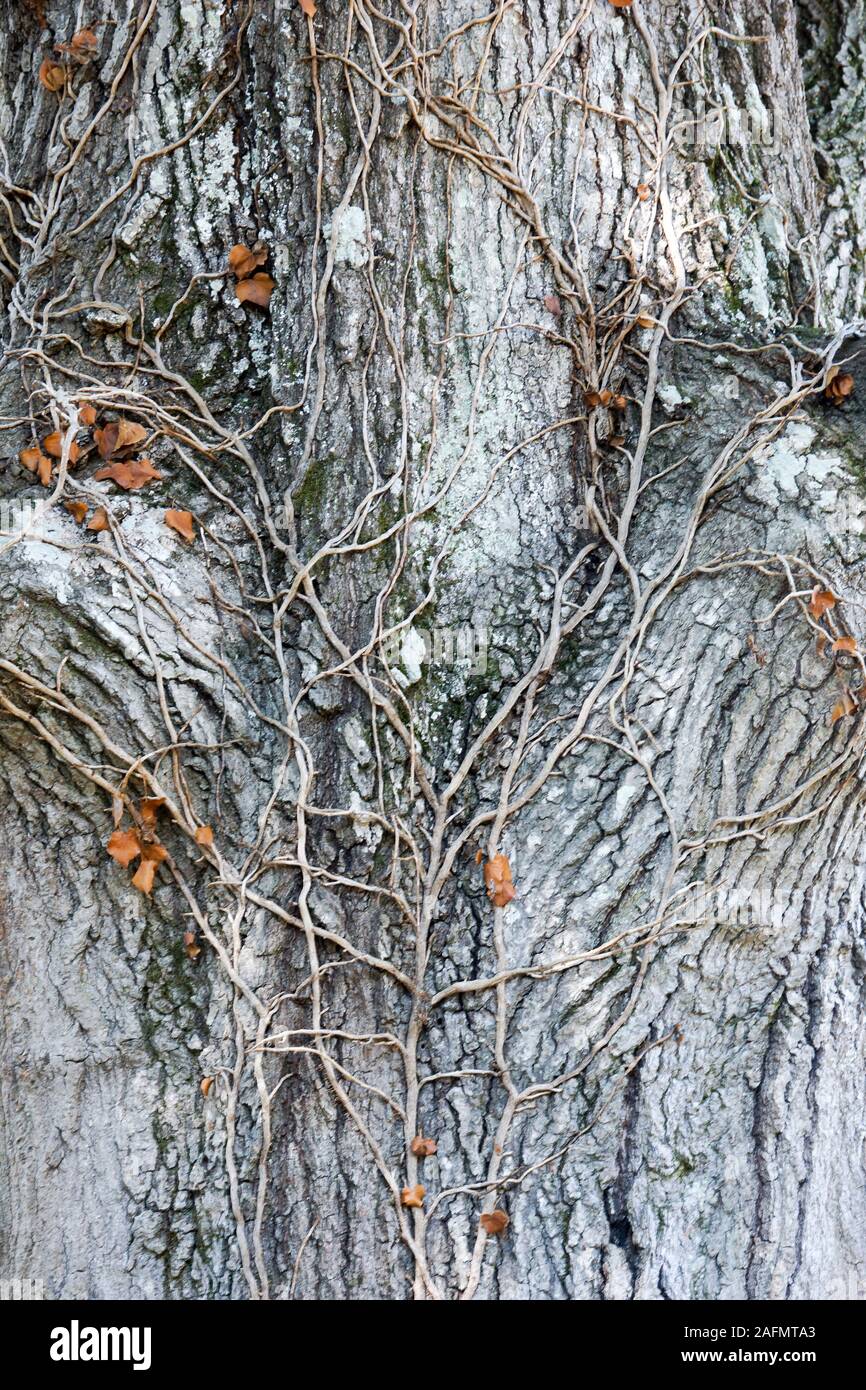 Abstract sullo sfondo di un vecchio albero con un modello di piccoli rami Foto Stock