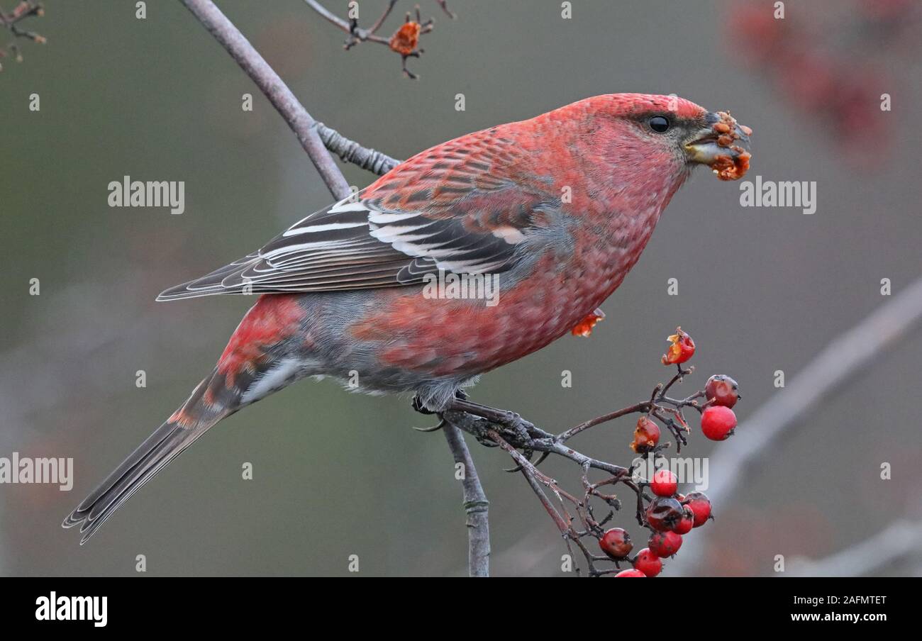 Grosbeak di pino, enucleatore di Pinicola che mangia frutti di bosco di Rowan Foto Stock