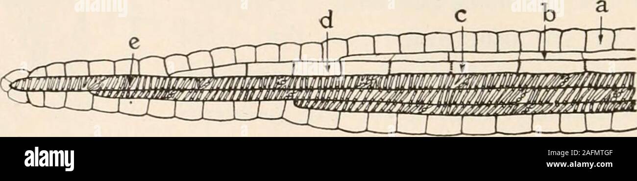 . Anatomia vegetale dal punto di vista dello sviluppo e funzioni dei tessuti, e manuale di micro-technic. e apparentemente indivisa cellule madre di tubi di crivello andcompanion cellule (vedere pagina 37); quindi questi sono lasciati fuori e theends delle vene hanno unica frontiera nelle cellule di parenchima (che aremorphologically una parte del mesophyll o parentesi fondamentali-chyma e non dei fasci vascolari), che circonda il lasttracheids. Questi fatti sono rappresentati schematicamente in fig. 90. Il cibo dalla palizzata e parenchima spugnoso nel 164 trasporto di alimenti sotto forma di carbohyhrate solubili quali Foto Stock