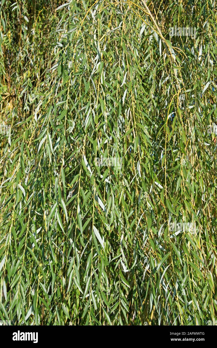 Salice piangente salix babylonica immagini e fotografie stock ad alta
