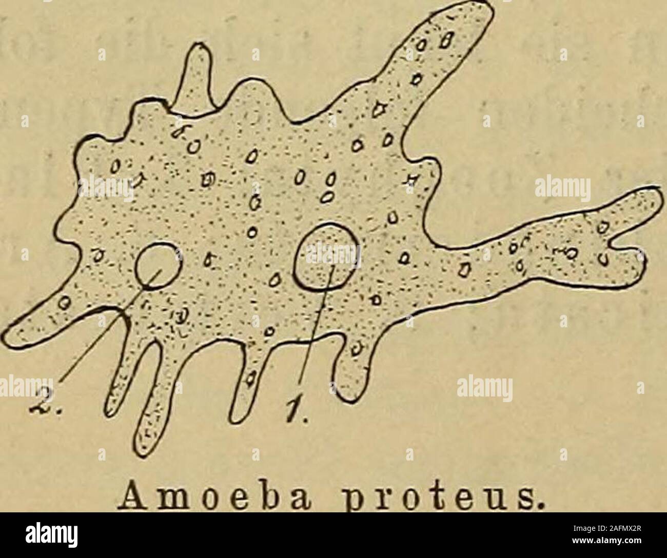 . Compendio der vergleichenden Anatomie : zum Gebrauche für Studierende der Medizin. Darstellung un. W^ir unterscheiden folgende Typen:1. Protozoi; 2. Coelenterata oder Zoophyta; 3. Pla-thelminthes; 4. Yermes; 5. E chinodermata; 6. Ar-thropoda; 7. Mollusca; 8. Tunicata; 9. Vertebrata. B. Spezieller Teil. I. Typus. Protozoi, Urtiere. Einzellige, mikroskopische Tiere, die zuweilen Kolonieen bilden. Sistema. I. Klasse. Moneres, Moneren. Homogene, nackte Protoplasmaklümpchen, ohne Kerne;Bewegung durch stumpfe und kurze oder feine und langeFortsätze; pflanzen sich durch Teilung oder Knospung fort;W Foto Stock