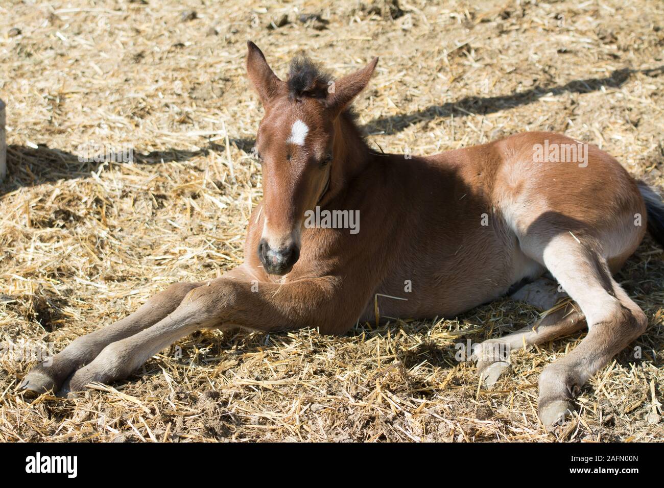 Culto giovani pony baby cavallo che stabilisce in stallo Foto Stock