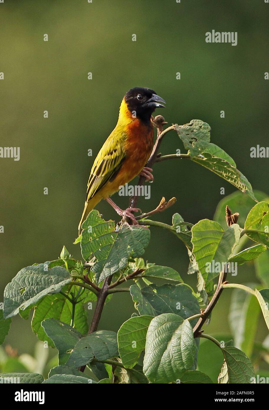 Tessitore a testa nera (Ploceus melanocephalus dimidatus) maschio adulto appollaiato sulla parte superiore della boccola Lago Mburo National Park, Uganda Novembre Foto Stock