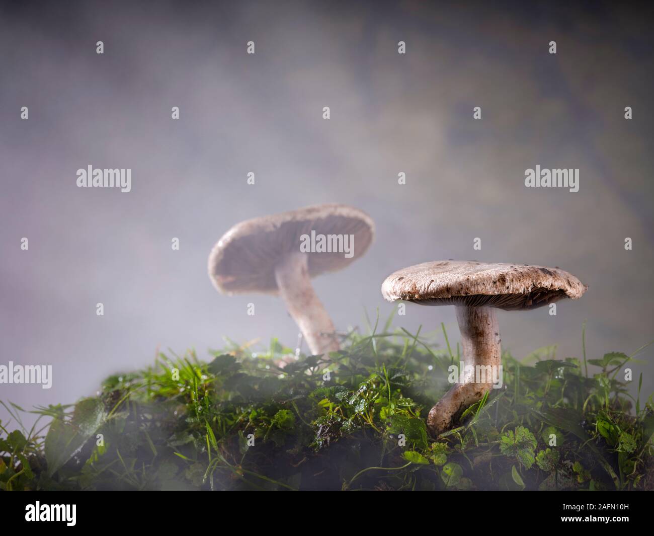 Due funghi nella foresta di nebbia Foto Stock