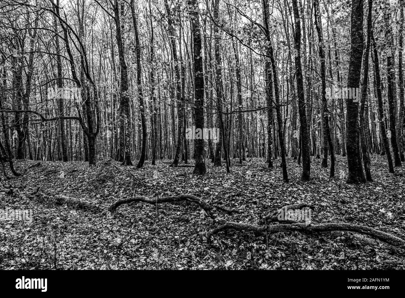 La fotografia in bianco e nero. Natura Bosco in autunno. Foto Stock