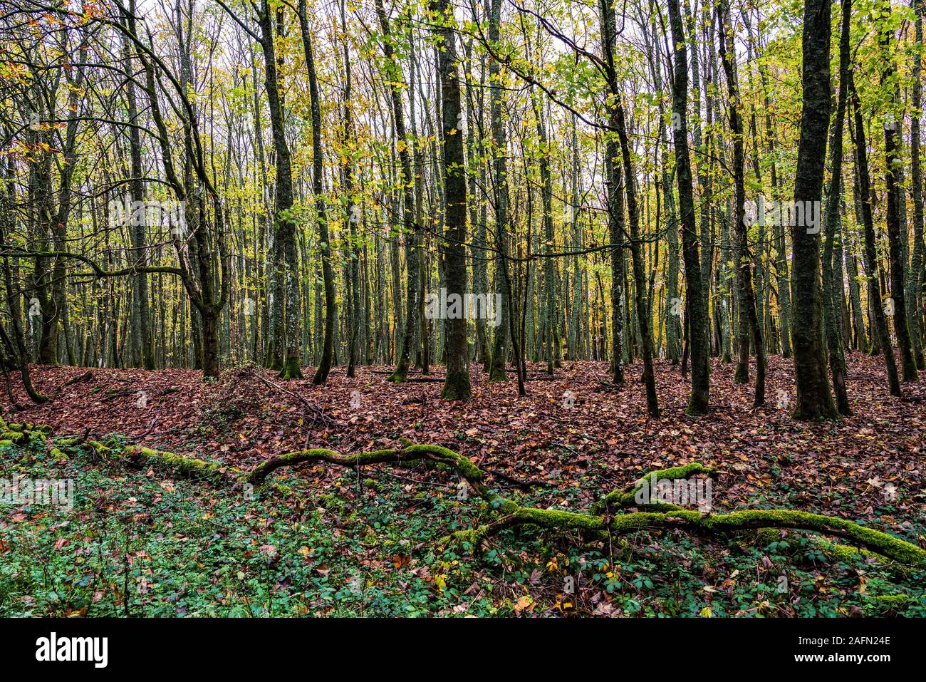 Foresta naturale in autunno, Eifel National Park. Foto Stock