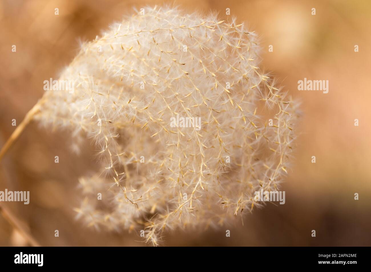 Una morbida e Golden View di un germoglio delle Pampas Sementi di erba che cresce lungo un sentiero a piedi situato in Hulbert, Oklahoma 2019 Foto Stock