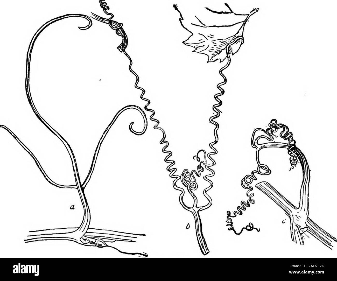 . Lezioni con piante. Suggerimenti per vedere e interpretare alcune delle forme comuni di vegetazione. Fig. 418. Tendrilof cetriolo. contro il sole, o da sinistra a destra, sono sinistrorsa o antitropic. Il lat-ter direzione è il più comune. 502. Lasciate che l'allievo guarda l'estremità libera di atwiner, - come su una pianta giovane che non ha yetfound un supporto o un lungo la punta sporgente al di sopra*un supporto - e prendere nota della posizione o di-rection della punta in corrispondenza di tempi differenti del giorno.egli troverà che la punta gira in un piano, asif in cerca di un supporto. 503. Il cetriolo si arrampica per mezzo di dieci-drils (Fig. 418 Foto Stock
