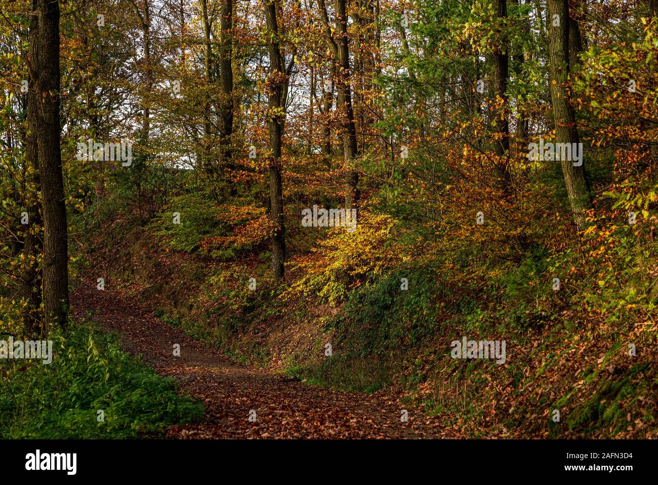 Foresta naturale in autunno, Eifel National Park. Foto Stock