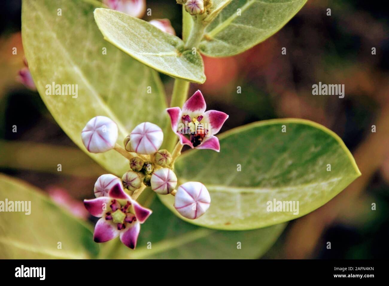 Calotropis Gigantea (corona fiore) sono comunemente noti come milkweeds a causa del lattice che essi producono. Comunemente trovati in Telangana, India. Foto Stock