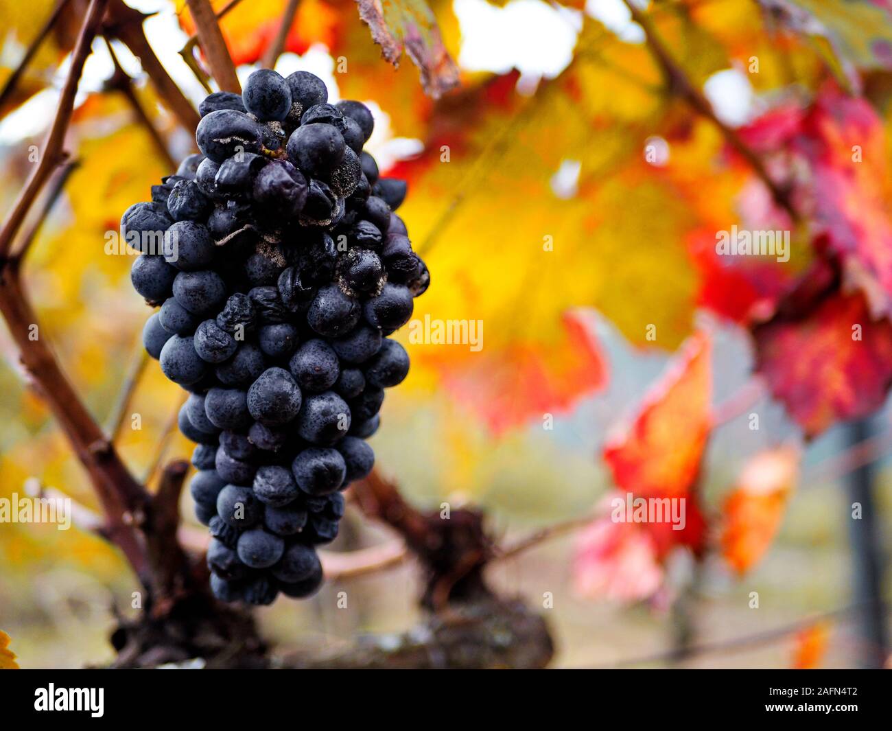 Vino rosso Uva pronto per la mietitura (vindima) in Portogallo Douro Foto Stock