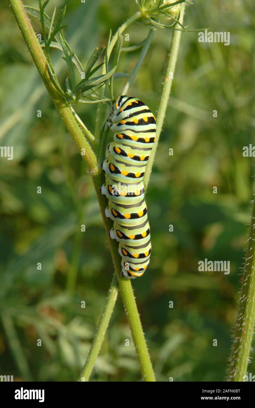 Leavenworth, Kansas. Nero a coda di rondine di Caterpillar. 'Papilio polyxenes' Foto Stock