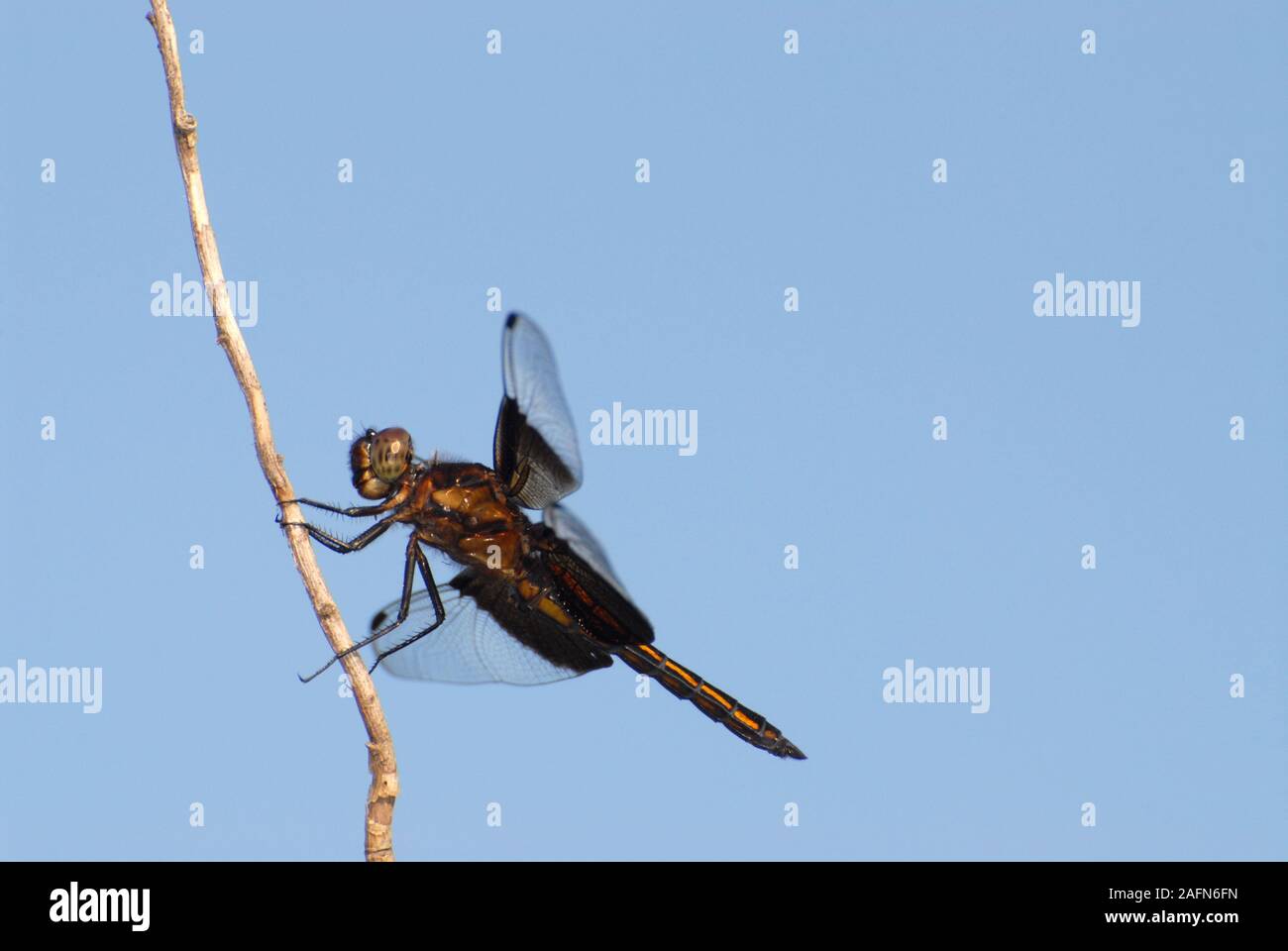 Leavenworth, Kansas. Vedova skimmer dragonfly, "Libellula luctuosa' contro il cielo blu. Foto Stock