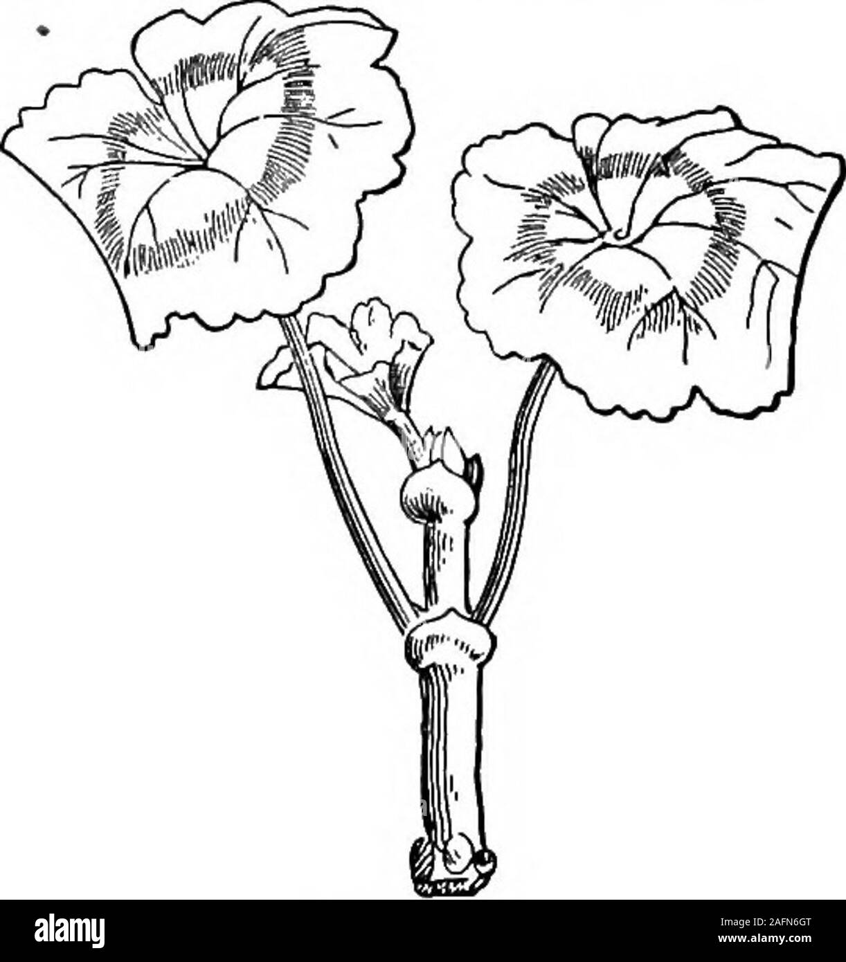 Lezioni con piante. Suggerimenti per vedere e interpretare alcune delle  forme comuni di vegetazione. Adventitiousplantlets onbegonia foglia. A  partire e radici formingfrom l'apice di un triangularportion di begonia  leafwhich era stato