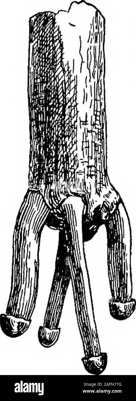 . Lezioni con piante. Suggerimenti per vedere e interpretare alcune delle forme comuni di vegetazione. 374 LJlSSOIfS ingegno piante che danno luogo a le storie dei primi explorersthat ostriche crescono sugli alberi. 470. Tutto questo servirà a ricordare i conti di thebanyan tree, e ci sono wild fig trees (divieto-yan è una figura) in Florida e a sud whichbehave in un modo simile. Sembra strano thatroots dovrebbe colpire fuori nell'aria, ma la pupilmay hanno osservato il tutore rootsnear la massa sul mais Indiano; andmany piante, come l'edera e tromba-Superriduttore, salire per mezzo di radici. LXXIII. Le talee di un Foto Stock