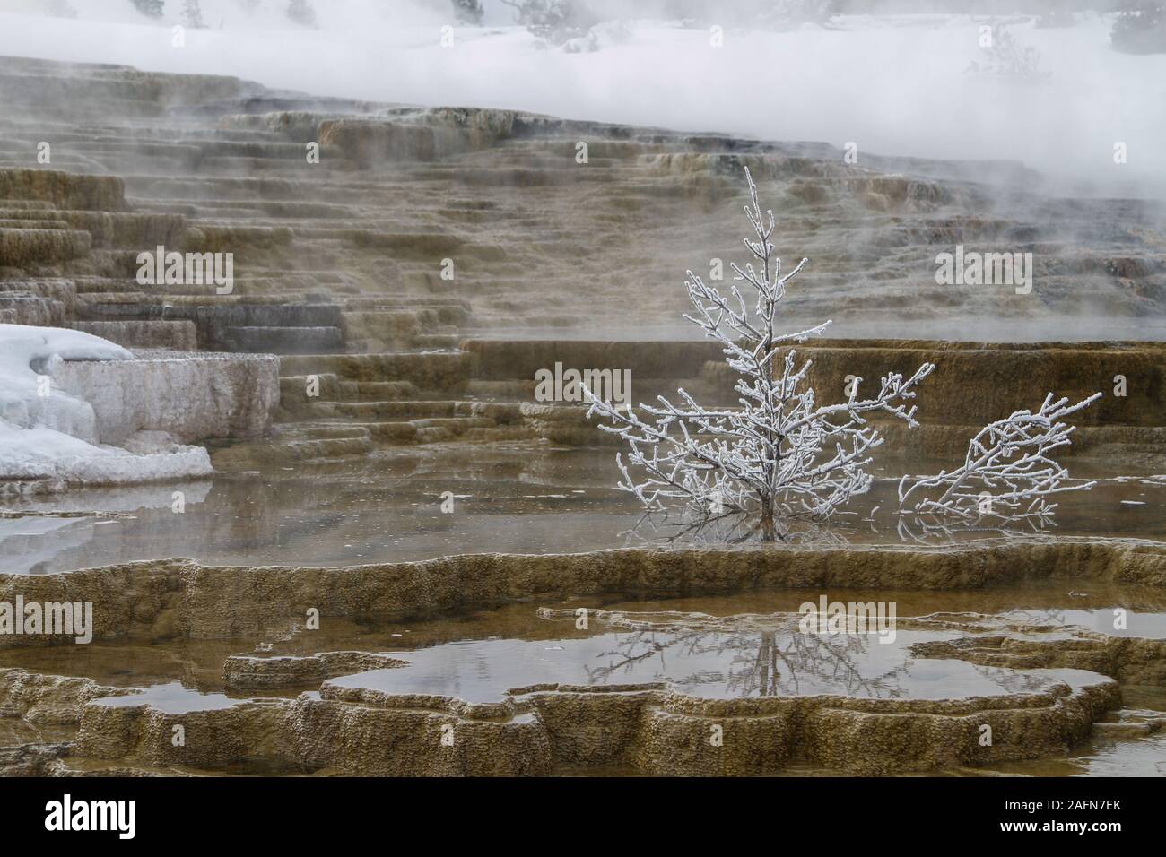 Un floccato naturalmente albero morto fornendo il contrasto e un inquietante senso di bellezza, tumulo molla, Mammoth Hot Springs, il Parco Nazionale di Yellowstone in inverno. Foto Stock