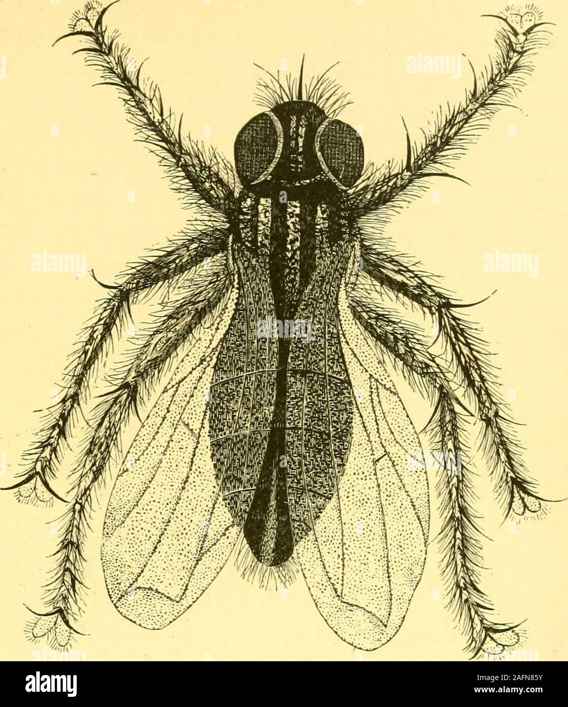 . Il ragazzo di viaggiatori in Oceania : le avventure di due giovani in un viaggio per il sandwich, Marquesas, società, e Samoa Isole Feejee, e attraverso le colonie di Nuova Zelanda, Nuovo Galles del Sud, Queensland, Victoria e Tasmania e South Australia. mmodations espiare degli alberghi e?erano abbastanza comfort-in grado, o sarebbe stato se essi avrebbero potuto sfuggire le mosche e zanzare. Questi insectswere abbastanza numerosi per formare una vera e propria piaga e sembrava takespecial delizia in fastidiosi sconosciuti. Una piantatrice che w^come interruzione inil hotel ha dichiarato che le mosche erano sentinelle di stanza a dare Foto Stock