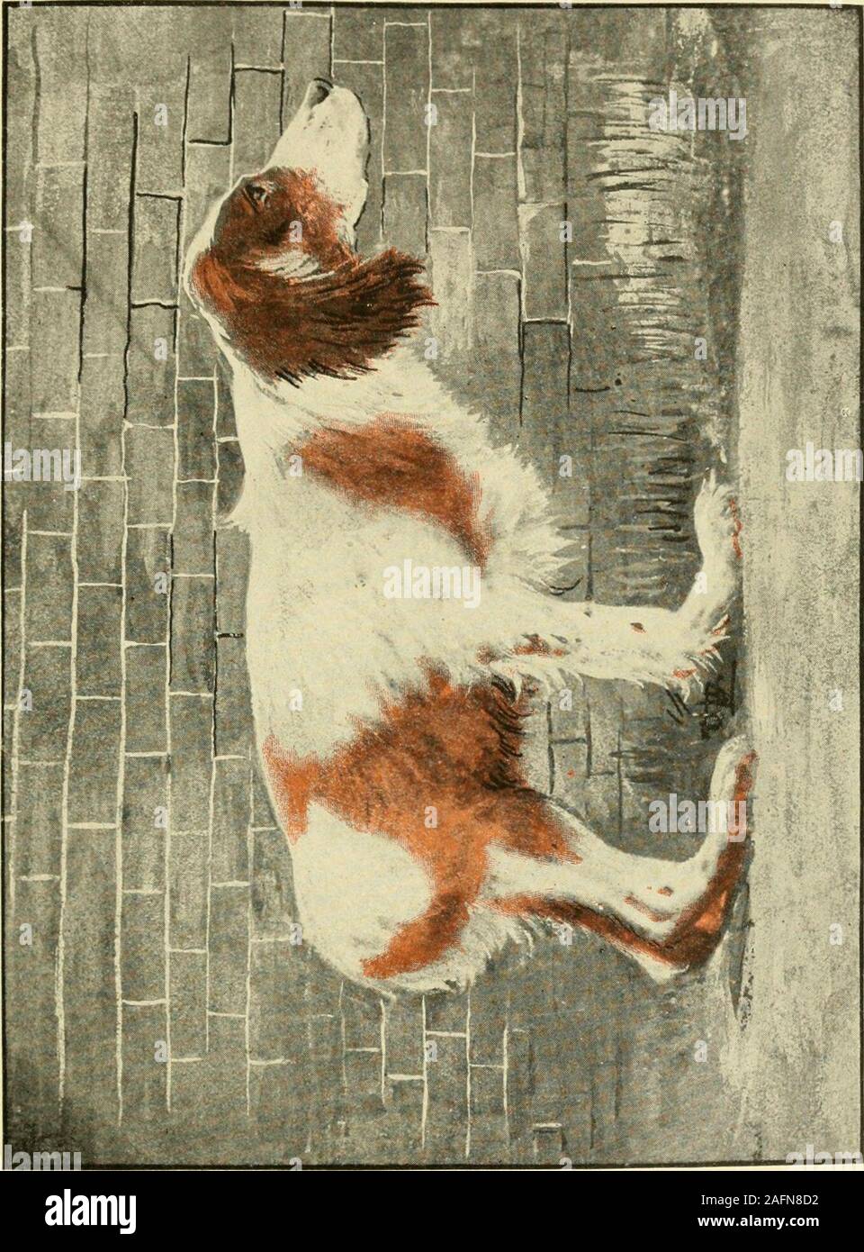 . Malattie del cane e del loro trattamento. Fig. 102.-radio e ulna di adog afifected con rachitismo.. Le FRATTURE DELLE OSSA 325 skoliosis). Il più sorprendente alterazioni sono ol)servita nelle estremità.Le ossa lunghe sono addensati in corrispondenza di entrambe le estremità e piegato sul conto di thesoftness dell'osso e la pressione del peso del corpo, quando stand-ing (Fig.. 102). La parte superiore delle gambe anteriori si piega verso l'interno, raramente-verso l'esterno, e gli animali hanno un peculiare, instabilità, scomoda andatura.Il} stand sulle zampe posteriori con la gamba attorcigliata sotto di loro e inaggravated casi, le ossa sono piegate in un cerchio, Foto Stock
