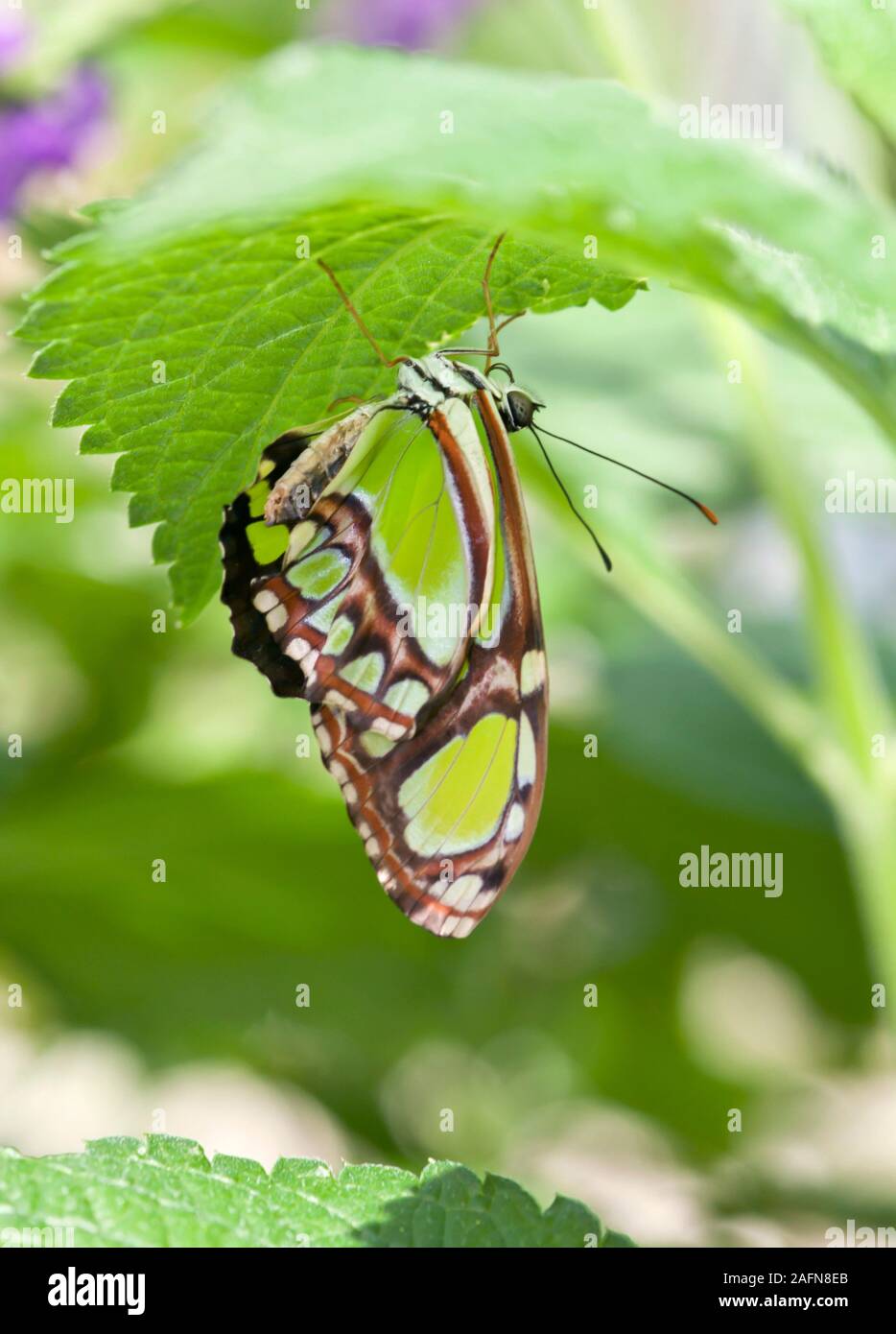 San Paolo, Minnesota. Giardino delle farfalle. Malachite; ' Siproeta stelenes' si trovano in tutta l'America centrale e del Sud. Foto Stock