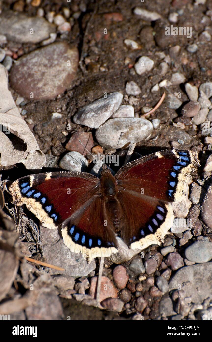 Vadnais Heights, Minnesota. John H. Allison foresta. Mantello di lutto, ' Nymphalis antiopa' warming stesso in sun. Foto Stock