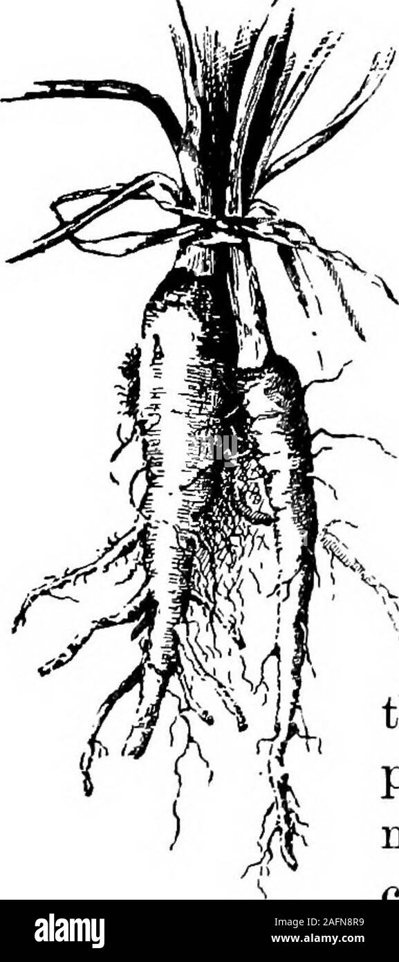 . Lezioni con piante. Suggerimenti per vedere e interpretare alcune delle forme comuni di vegetazione. come lampadine non andcorms) da diretto propaggini o adesioni. 457. Vi è una terza classe di tuberi whichpartakes della natura sia di root e stelo.Questi sono a volte chiamati tubercoli, anche se il nome è infelice. Dahlia radici, rapa, barbabietole, 364 IiJESSOIfS con piante non sempre ravanello, carota, pastinaca, salsefrica (Fig. 382) sono tali.La parte superiore o la corona è lo stelo e sta al sur-faccia della terra; e la porzione di fromthis sono solo youngplants o fiore-piccioli prodotta.It è strano che whil Foto Stock