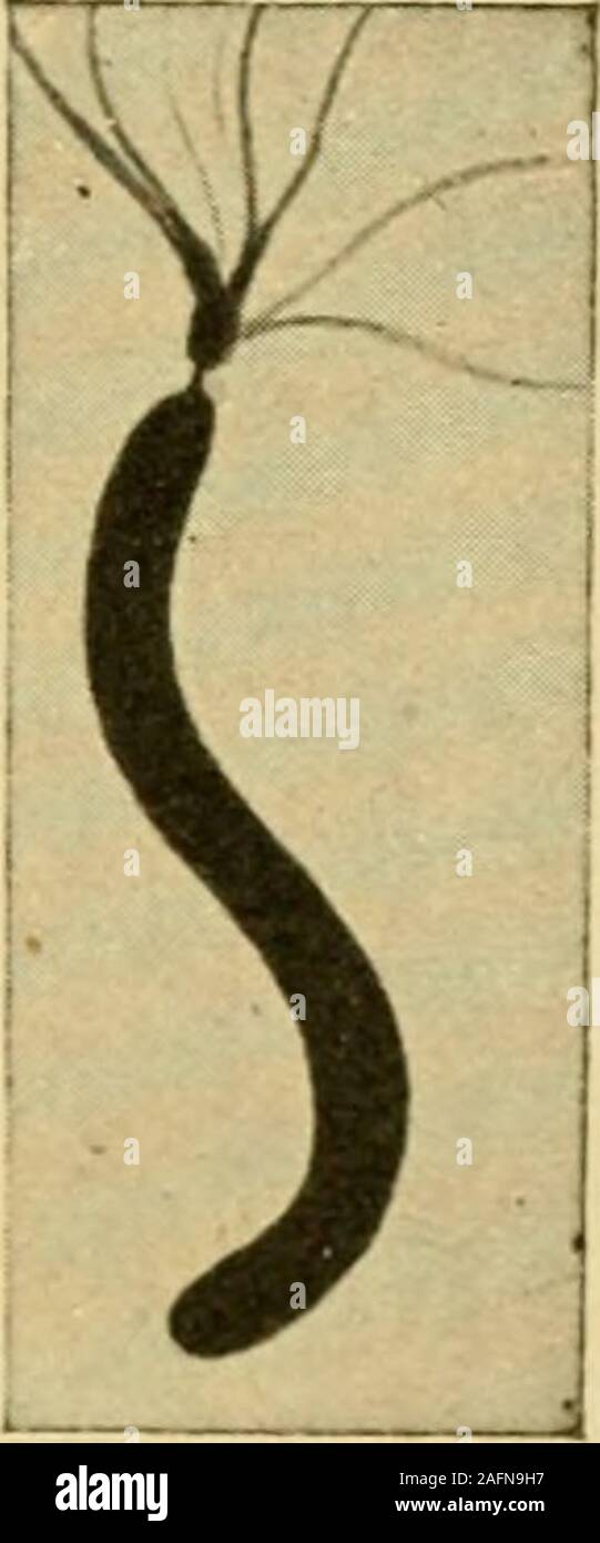 . Applied Bacteriology per infermieri. Fig. 4.-flagelli: Proteus vulgaris e grandi spirillum appartenenti finoal gruppo di batteri di zolfo (Zettnow). ploying suital:)le metodi i mobili sono i batteri si vedequi a poco hanno capelli-come appendici, chiamato flagelli(singolare flagello), che fungono da bracci di nuoto.Alcuni batteri hanno ma un singolo flagello, altri mantengono un po' di ciuffo in corrispondenza di una o entrambe le estremità, mentre altri ancora haveflagella su tutti i lati. La febbre tifoide ])acillus è un buon ex-ampio di mobili Imcterium; ha flagelli su tutti i lati.It è bene ricordare che non tutti i batteri producedisease. Infatti, tho Foto Stock