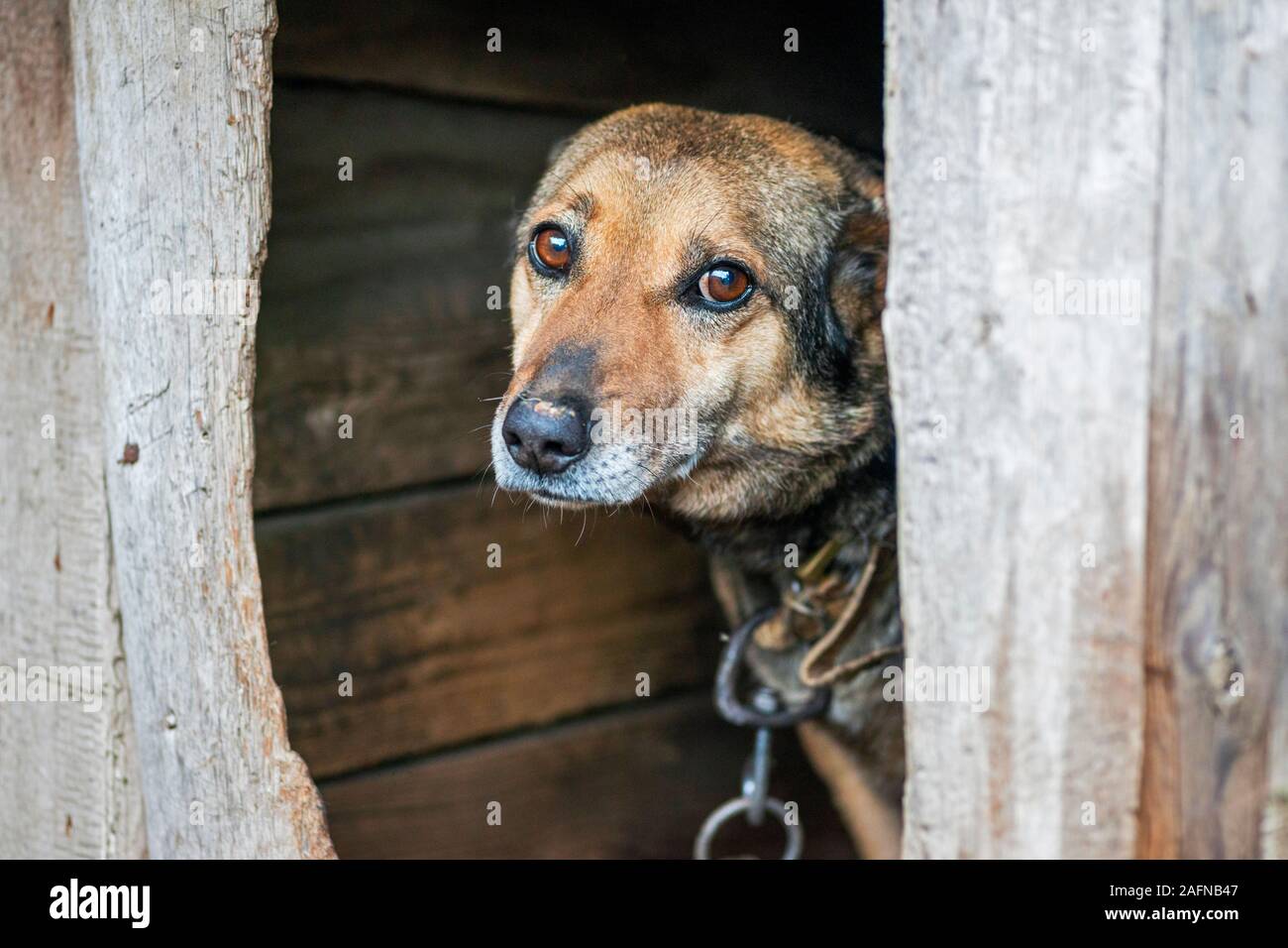 Senzatetto abbandonato cane randagio ​​with molto triste smart gli occhi. I senzatetto cane guarda con grande tristezza gli occhi con la speranza di trovare una casa e un host. Foto Stock